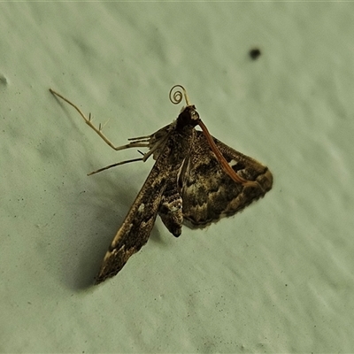 Nacoleia rhoeoalis (A Crambid moth (Spilomelinae) at Hawker, ACT - 22 Nov 2024 by sangio7