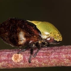 Chaetophyes compacta (Tube spittlebug) at Bruce, ACT - 20 Nov 2024 by kasiaaus