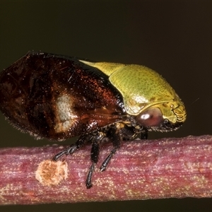 Chaetophyes compacta (Tube spittlebug) at Bruce, ACT by kasiaaus