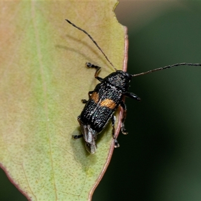 Aporocera (Aporocera) rufoterminalis (Leaf beetle) at Bruce, ACT - 22 Nov 2024 by AlisonMilton