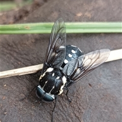 Triclista guttata (March or Horse Fly) at Pipeclay, NSW - 22 Nov 2024 by MVM