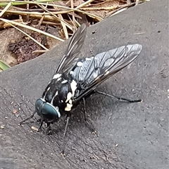 Triclista guttata at Pipeclay, NSW - suppressed