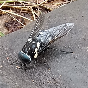 Triclista guttata at Pipeclay, NSW - suppressed