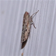 Cicadellidae (family) (Unidentified leafhopper) at Turner, ACT - 15 Nov 2024 by ConBoekel