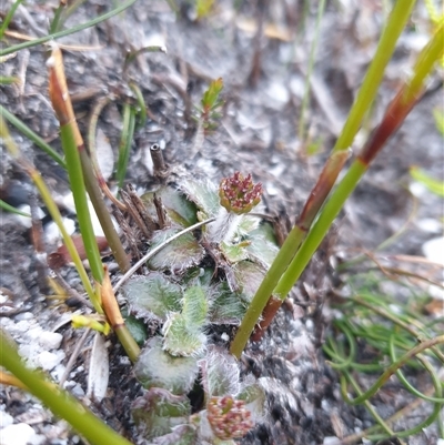 Actinotus bellidioides (Tiny Flannelflower) at Southwest, TAS - 16 Nov 2024 by Detritivore