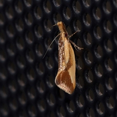 Thema psammoxantha (A concealer moth) at Turner, ACT - 16 Nov 2024 by ConBoekel