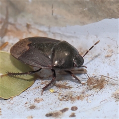 Adrisa sp. (genus) at Turner, ACT - 16 Nov 2024 by ConBoekel