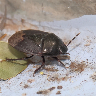 Adrisa sp. (genus) (Burrowing Bug) at Turner, ACT - 16 Nov 2024 by ConBoekel