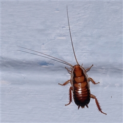 Unidentified Cockroach (Blattodea, several families) at Turner, ACT - 16 Nov 2024 by ConBoekel