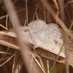 Taxeotis intextata (Looper Moth, Grey Taxeotis) at Acton, ACT - 17 Nov 2024 by ConBoekel