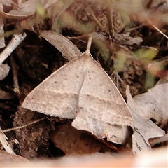 Epidesmia hypenaria (Long-nosed Epidesmia) at Acton, ACT - 17 Nov 2024 by ConBoekel