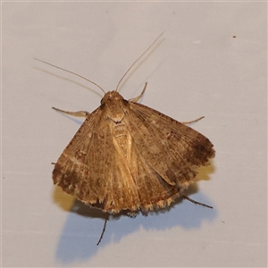 Helicoverpa (genus) at Turner, ACT - 17 Nov 2024