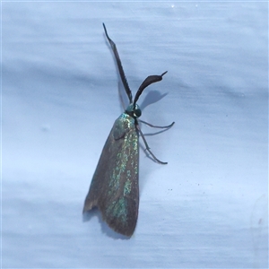 Pollanisus (genus) (A Forester Moth) at Turner, ACT by ConBoekel