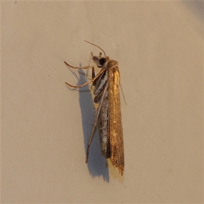 Faveria tritalis (Couchgrass Webworm) at Turner, ACT - 17 Nov 2024 by ConBoekel