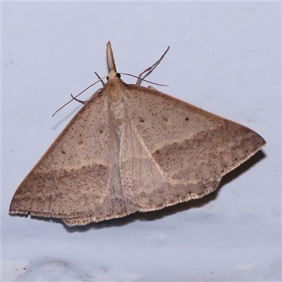 Epidesmia hypenaria (Long-nosed Epidesmia) at Turner, ACT - 18 Nov 2024 by ConBoekel