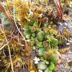 Actinotus bellidioides (Tiny Flannelflower) at Southwest, TAS - 18 Nov 2024 by Detritivore