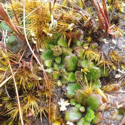 Unidentified Other Wildflower or Herb at Southwest, TAS - 18 Nov 2024 by Detritivore