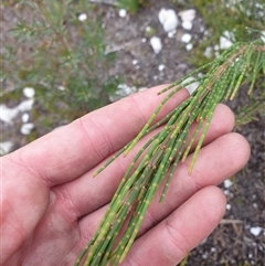 Unidentified Other Shrub at Southwest, TAS - 16 Nov 2024 by Detritivore