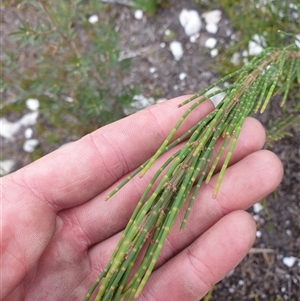 Unidentified Other Shrub at Southwest, TAS by Detritivore