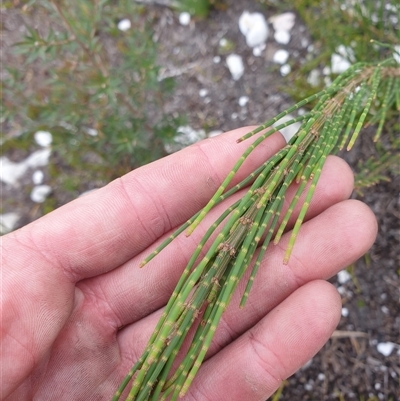 Unidentified Other Shrub at Southwest, TAS - 16 Nov 2024 by Detritivore