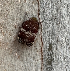 Platybrachys decemmacula (Green-faced gum hopper) at Bruce, ACT by MegFluke