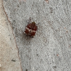 Platybrachys decemmacula at Bruce, ACT - 22 Nov 2024