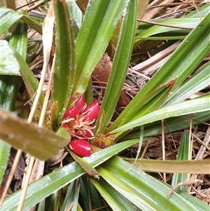 Astelia alpina var. alpina at Southwest, TAS by Detritivore