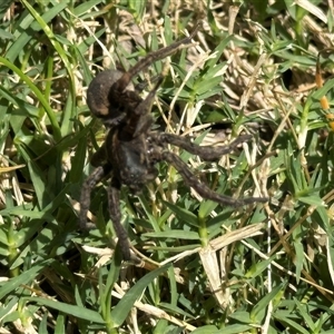 Lycosidae (family) at Bruce, ACT - 22 Nov 2024