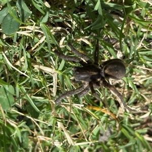 Lycosidae (family) at Bruce, ACT - 22 Nov 2024