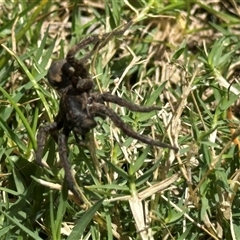 Lycosidae (family) at Bruce, ACT - 22 Nov 2024