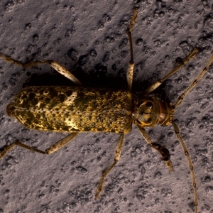 Phacodes mossmanni at Bulli, NSW - 21 Nov 2024