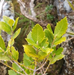 Atherosperma moschatum at Southwest, TAS by Detritivore