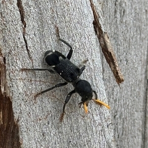 Trogodendron sp. (genus) (Clerid beetle) at Bruce, ACT by MegFluke