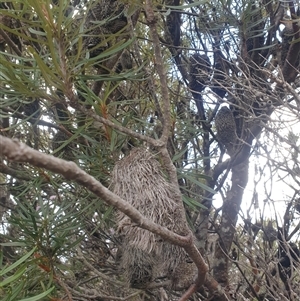 Banksia marginata at Southwest, TAS - 18 Nov 2024 06:06 PM