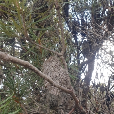 Banksia marginata (Silver Banksia) at Southwest, TAS - 18 Nov 2024 by Detritivore