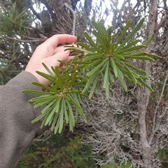 Banksia marginata at Southwest, TAS - 18 Nov 2024 06:06 PM