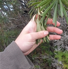 Banksia marginata at Southwest, TAS - 18 Nov 2024 06:06 PM