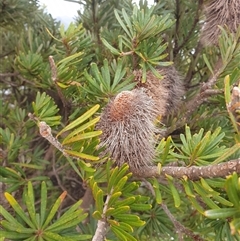 Banksia marginata at Southwest, TAS - 19 Nov 2024 by Detritivore