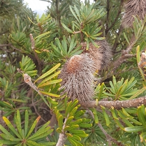 Banksia marginata at Southwest, TAS by Detritivore