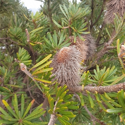 Banksia marginata at Southwest, TAS - 19 Nov 2024 by Detritivore