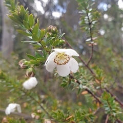 Bauera rubioides at Southwest, TAS - 18 Nov 2024 by Detritivore