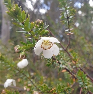 Bauera rubioides at Southwest, TAS - 18 Nov 2024 06:04 PM
