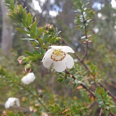 Bauera rubioides (Wiry Bauera) at Southwest, TAS - 18 Nov 2024 by Detritivore