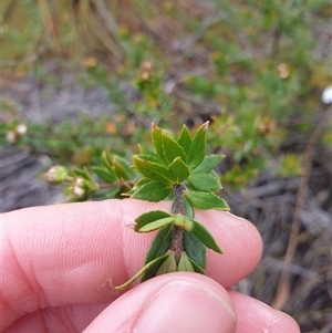 Bauera rubioides at Southwest, TAS - 18 Nov 2024 06:04 PM