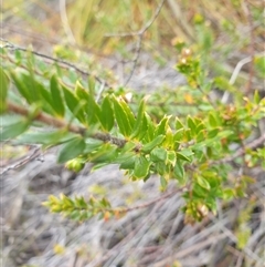 Bauera rubioides at Southwest, TAS - 18 Nov 2024 06:04 PM