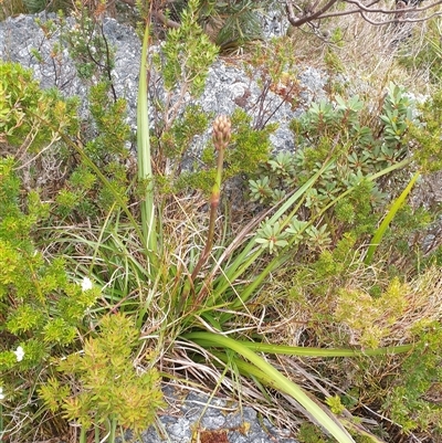 Blandfordia punicea (Christmas bells) at Southwest, TAS - 19 Nov 2024 by Detritivore