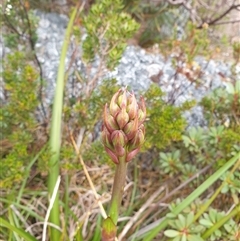 Blandfordia punicea at Southwest, TAS - 19 Nov 2024 05:30 PM