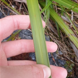 Blandfordia punicea at Southwest, TAS - 19 Nov 2024 05:30 PM