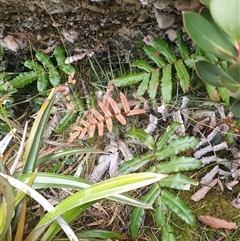 Blechnum wattsii (Hard Water Fern) at Southwest, TAS - 19 Nov 2024 by Detritivore