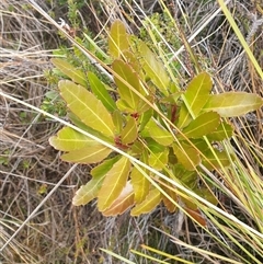 Cenarrhenes nitida at Southwest, TAS - 18 Nov 2024 by Detritivore